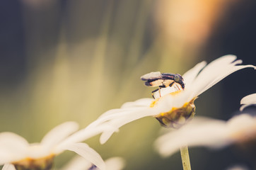 White daisy or Leucanthemum vulgare