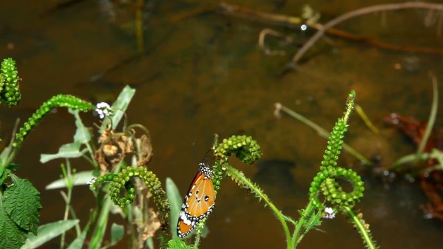 Butterfly sits on a branch near pond and flies. Video