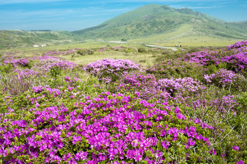 杵島岳をバックに阿蘇のミヤマキリシマ