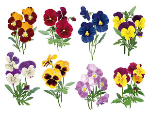 set of multicolored pansies