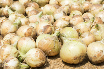 収穫したタマネギ