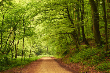 Fototapeta premium Way into forest