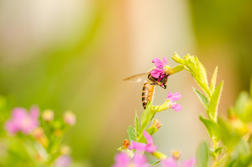Pink Cuphea hyssopifolia or false heather or Mexican heather or