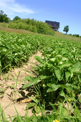 Uprawa truskawek © profit111