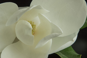 Naklejka premium Fiore bianco