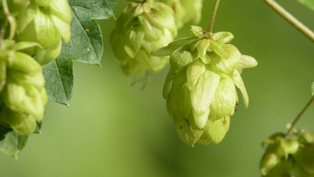 Hopfen, reife Zapfen