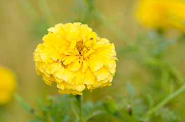 Fototapeta premium Marigolds or Tagetes erecta flower