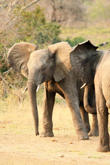 Fototapeta premium Young wild male elephants fighting in the dust