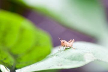 Baby brown grasshopper