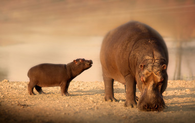 Baby hippo with mother hippopotamus