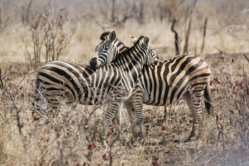 Fototapeta na wymiar Wild Burchells Zebras standing side by side