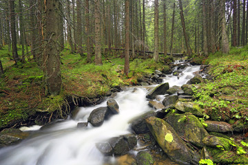 Obraz premium Mountain river in green forest
