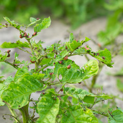 colorado beetle on a potato leaf eating it