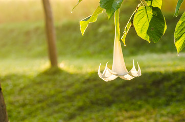 White Brugmansia flower