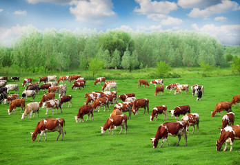 Naklejka na ściany i meble Cows grazing on pasture