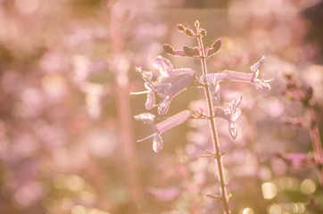 Pink flower