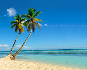 Exotic island with beautiful tall palm trees - obrazy, fototapety, plakaty