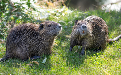 Nutria