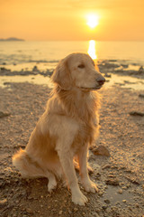 Happiness dog with sunset
