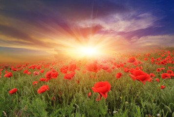 Plakat sunset over poppy field