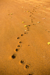 This is golden retriever footprint