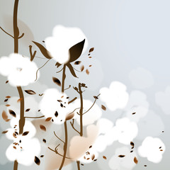 COTTON / Background with fluffy flowers