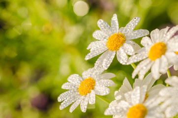 White daisy or Leucanthemum vulgare and water drops