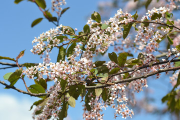 Flowering bird cherry tree