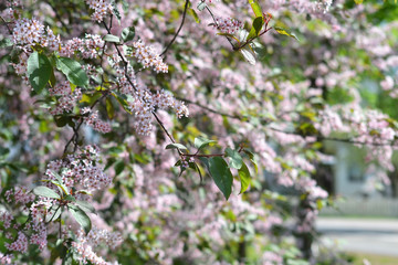 Flowering bird cherry tree
