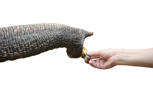 elephant trunk and body part on white background