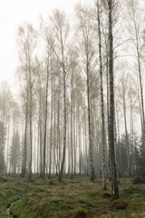 Fototapeta na wymiar Birch forest.