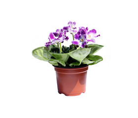 Blossoming violets in flowerpot isolated