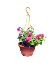 Hanging flowerpot with pink flowers of petunia