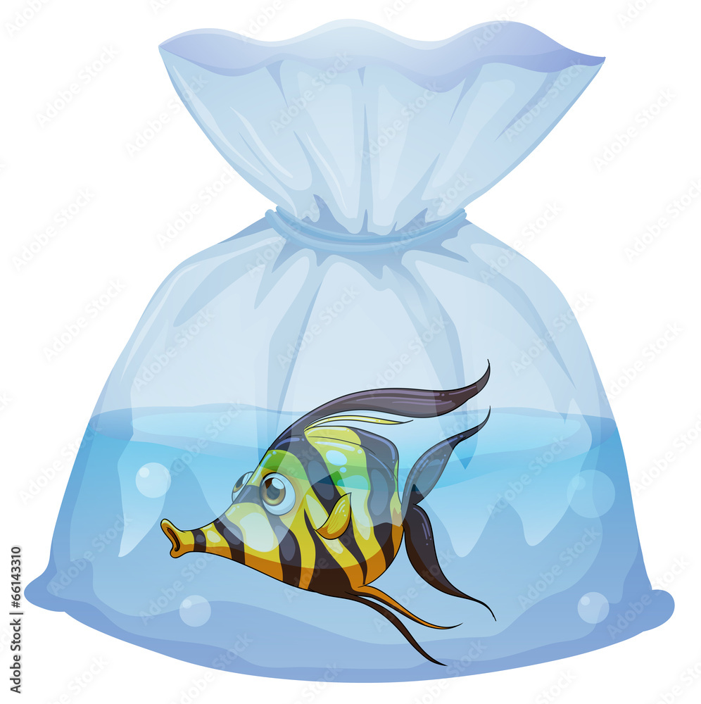 Canvas Prints A fish inside the plastic container