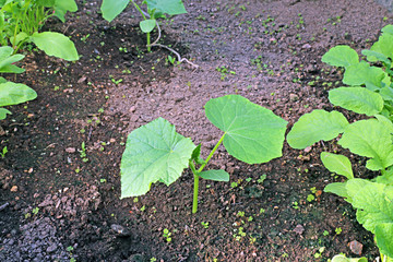 Cucumber seedlings on the gardenbad