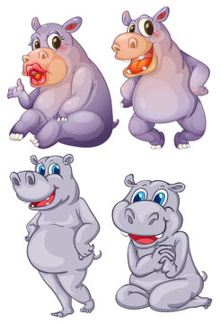 Four hippopotamus