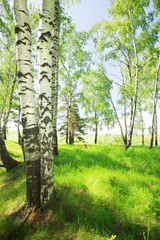 Fototapeta premium forest birch