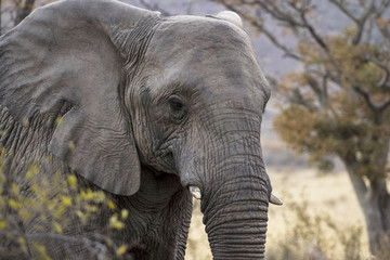 Fototapeta na wymiar african elephant