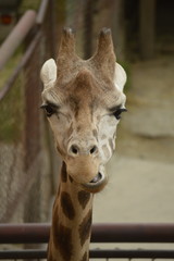 Giraffe head detail
