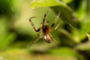 The little spider