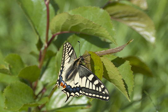 machaon