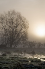 Silhouette tree sunrise fog