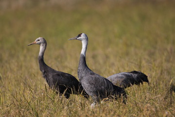 Hooded Crane (Grus monacha) in Izumi,kagoshima,japan