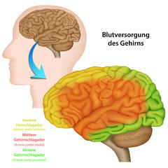Blutversorgung des Gehirns, Anatomie Gehirn