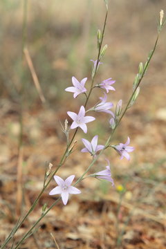 Campanula rapunculus. Raponchigo.