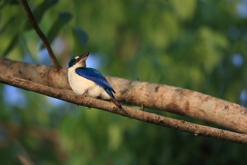 Collared Kingfisher (Todiramphus chloris)