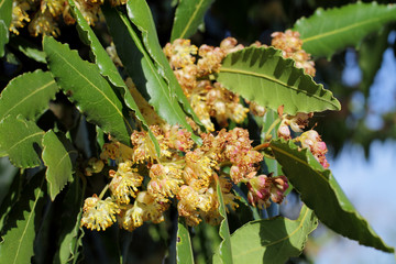 fleurs de laurier au printemps.