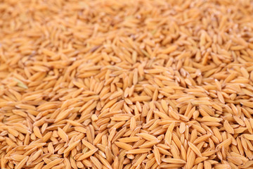 Fototapeta premium Focus near pile raw of dry paddy grain unmilled rice.