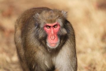 Japanese macaque (Macaca fuscata) in Japan 
