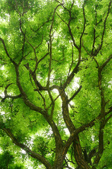 Blätterdach einer schönen Robinie in Froschperspektive